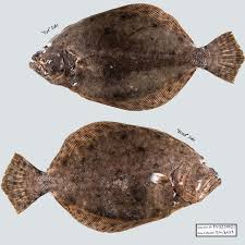 Image result for Paralichthys lethostigma