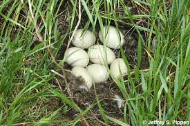 Attēlu rezultāti vaicājumam “Anas platyrhynchos eggs”