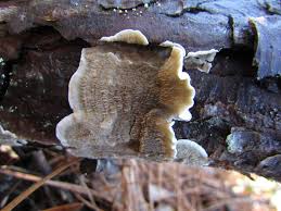 Attēlu rezultāti vaicājumam “Plicatura nivea”