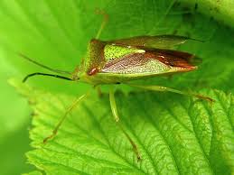 Attēlu rezultāti vaicājumam “Acanthosoma haemorrhoidale”