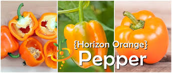 Afbeeldingsresultaat voor orange sun sweet pepper