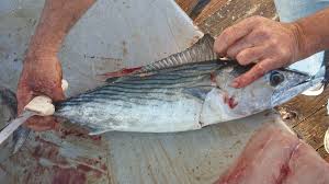 Image result for Sarda sarda