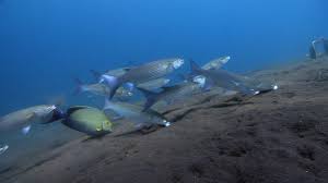 Image result for Acanthurus xanthopterus