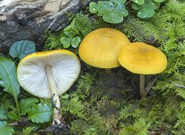 Attēlu rezultāti vaicājumam “Pluteus leoninus”