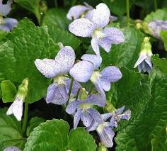 Attēlu rezultāti vaicājumam “Viola sororia flower”