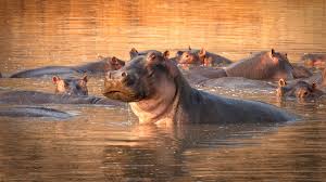 Image result for king hippo