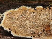 Attēlu rezultāti vaicājumam “Phlebia rufa”