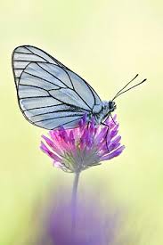 Attēlu rezultāti vaicājumam “Aporia crataegi male”