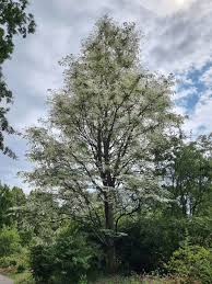 Attēlu rezultāti vaicājumam “Gymnocladus dioicus”