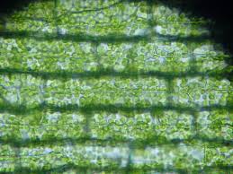 「水蘊草」的圖片搜尋結果