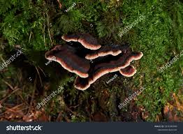 Attēlu rezultāti vaicājumam “Ischnoderma benzoinum”