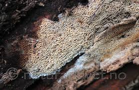 Attēlu rezultāti vaicājumam “Mycoacia fuscoatra”