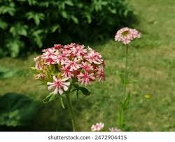 Attēlu rezultāti vaicājumam “Silene chalcedonica leaf”