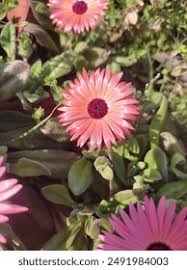 Image result for Mesembryanthemum criniflorum