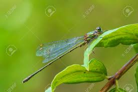 Attēlu rezultāti vaicājumam “Chalcolestes viridis”