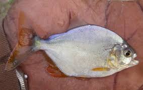 Image result for Prestatyn Piranhas