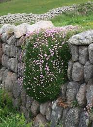 Attēlu rezultāti vaicājumam “Armeria vulgaris flower”
