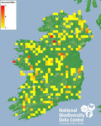 Attēlu rezultāti vaicājumam “Orthotrichum cupulatum var. riparium”