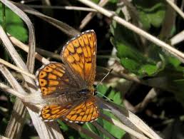 Attēlu rezultāti vaicājumam “Hamearis lucina upperside”