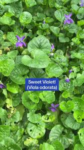 Attēlu rezultāti vaicājumam “Viola odorata leaf”