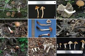 Attēlu rezultāti vaicājumam “Psathyrella sp.”