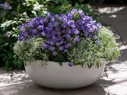 Image result for Marienglockenblumen