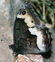 Attēlu rezultāti vaicājumam “Hipparchia alcyone underside”