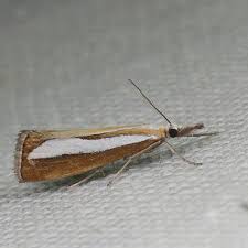 Attēlu rezultāti vaicājumam “Catoptria margaritella”