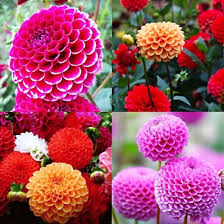 Image result for Dahlia x pinnata `Pompon Lilliput`