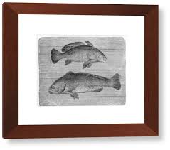 Image result for Sciaena umbra