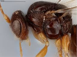 Attēlu rezultāti vaicājumam “Dryophilocoris flavoquadrimaculatus imago”