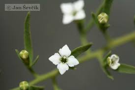 Attēlu rezultāti vaicājumam “Thesium alpinum”