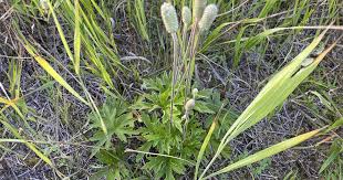 Attēlu rezultāti vaicājumam “Trichia ambigua stalked”