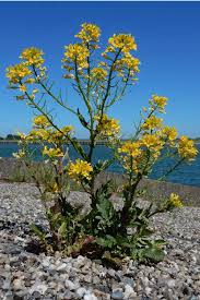 Attēlu rezultāti vaicājumam “Barbarea vulgaris subsp. arcuata fruit”