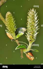 Attēlu rezultāti vaicājumam “Salix cinerea female flower”