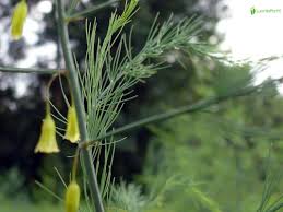 Attēlu rezultāti vaicājumam “Asparagus officinalis leaf”