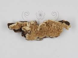 Attēlu rezultāti vaicājumam “Antrodia albida”