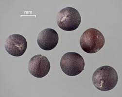 Attēlu rezultāti vaicājumam “Sinapis arvensis fruit”