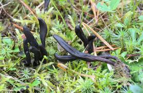 Attēlu rezultāti vaicājumam “Geoglossum sp.”