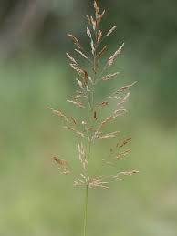 Attēlu rezultāti vaicājumam “Agrostis stolonifera”