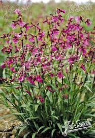 Attēlu rezultāti vaicājumam “Silene viscaria”