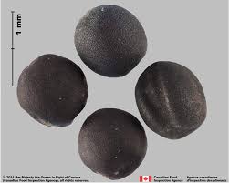 Attēlu rezultāti vaicājumam “Brassica napus fruit”