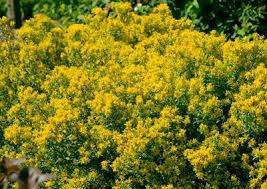 Image result for Genista tinctoria