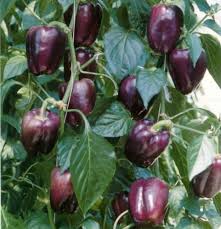 Afbeeldingsresultaat voor purple beauty sweet pepper