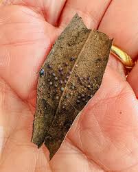 Attēlu rezultāti vaicājumam “Physarum gravidum stalked”