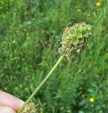 Image result for Sanguisorba minor