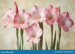 Attēlu rezultāti vaicājumam “Gladiolus imbricatus fruit”