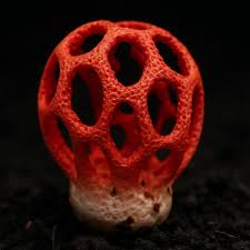Attēlu rezultāti vaicājumam “Clathrus ruber”