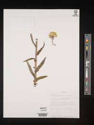Image result for Helichrysum foetidum