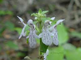 Attēlu rezultāti vaicājumam “Stachys officinalis bud”